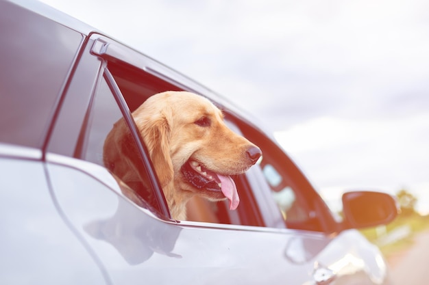 Foto brown golden retriever sentado en el suelo junto al equipaje amarillo y el fondo borroso del camión listo o preparándose para el concepto de viaje