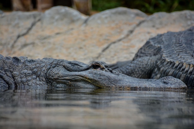 Brown grande e crocodilo pré-histórico anfíbio amarelo