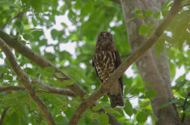 Brown Hawk Owl perca en el árbol en la naturaleza