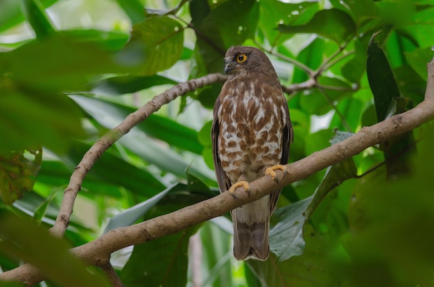 Brown Hawk Owl percha en el árbol en la naturaleza