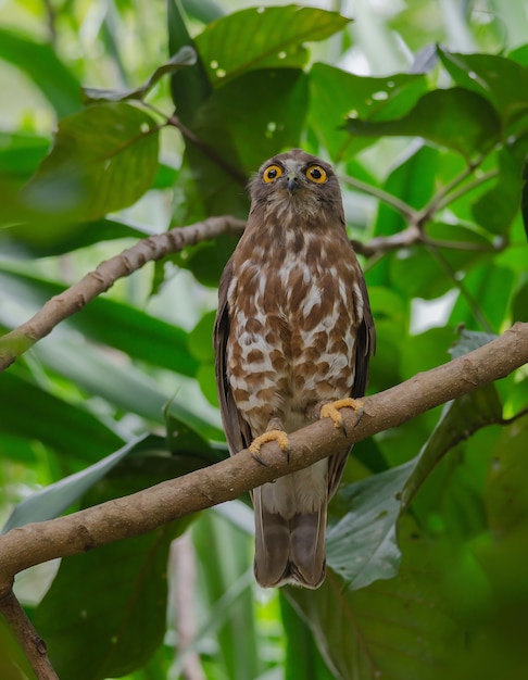 Brown Hawk Owl poleiro na árvore na natureza