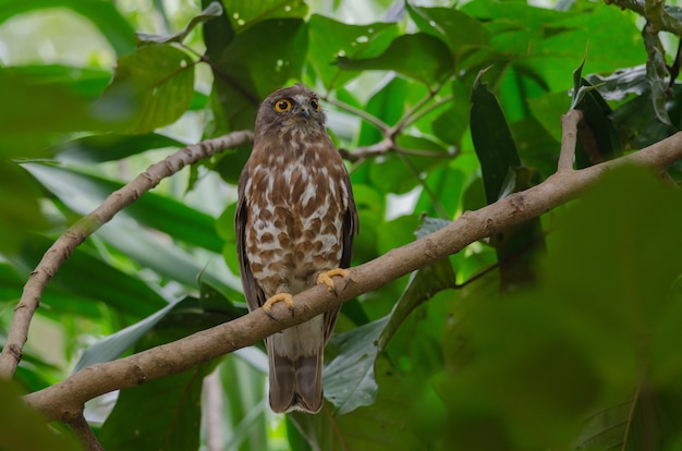 Brown hawk owl poleiro na árvore na natureza