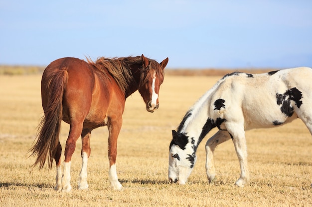 Foto brown horse und piebald horse