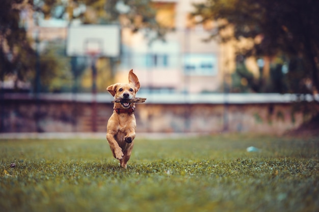 Brown-Hund, der auf das Gras läuft