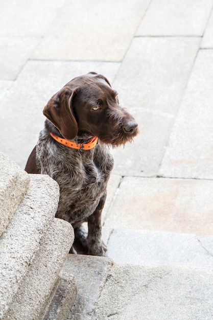 Brown-Hund, der auf dem Pflasterstein weg schaut sitzt