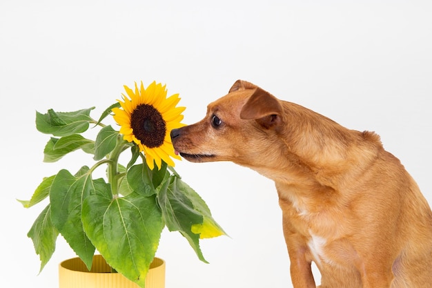 Brown-Hund, der eine Sonnenblume riecht. Frühjahrssaison Hund und Blume isoliert auf weiß.