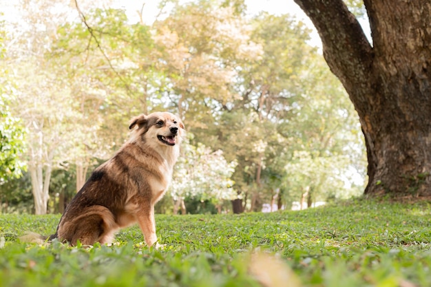 Brown-Hund, der im Garten sitzt