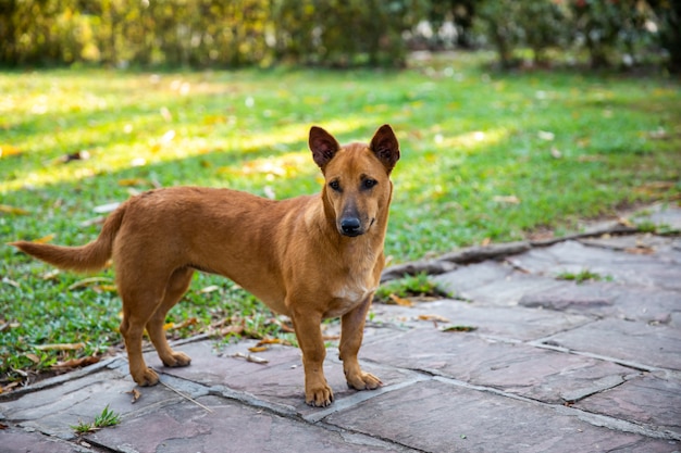 Brown-Hund, der im Garten steht