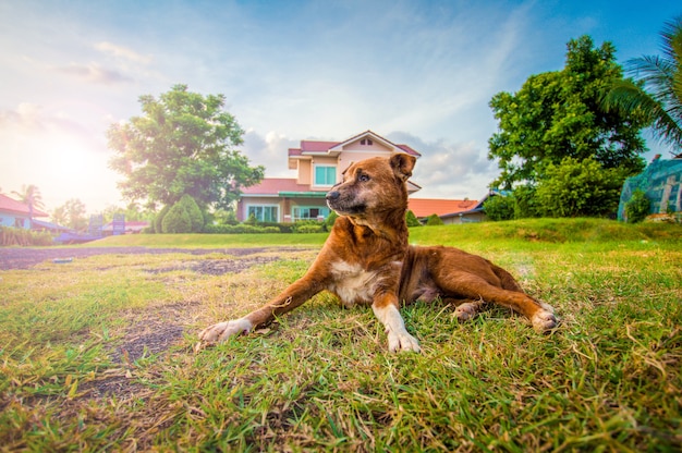 Brown-Hund, der würdevoll auf grünem Gras sitzt.