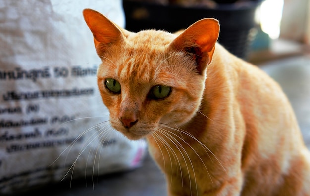 Brown-Katze, die sitzt und schaut