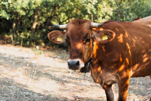 Brown-Kuh, die auf einer Landschaftsstraße steht