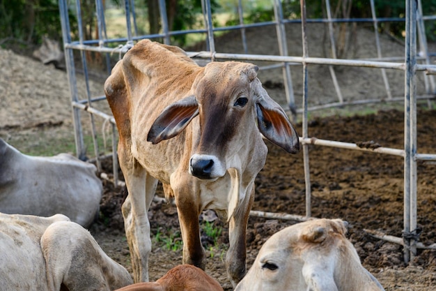 Brown-Kuh, die im Stall steht