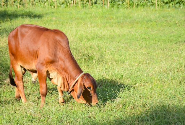 Brown-Kuh isst Gras auf dem Gebiet.