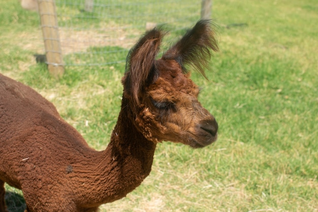 Brown-Lama im Hintergrund des grünen Glases