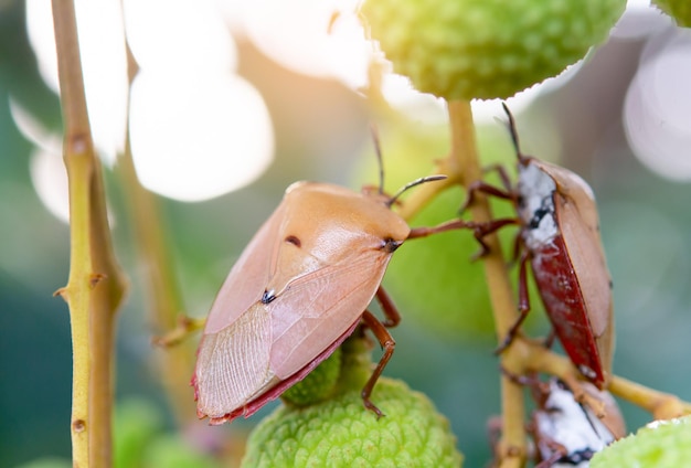 Brown marmorated stink bug Halyomorpha halys en frutos de lichi verde