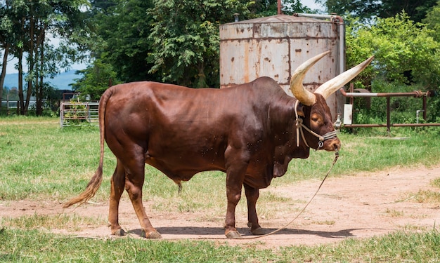 Brown-Ochse mit großem Horn im Bauernhof auf einer Sommerweide