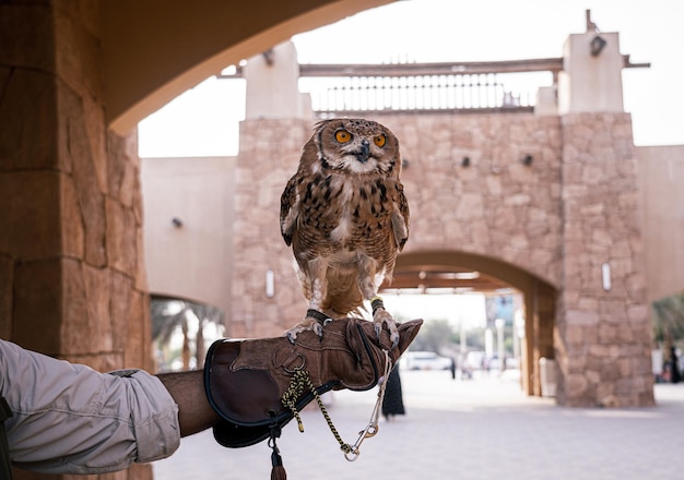 Brown Owl no zoológico