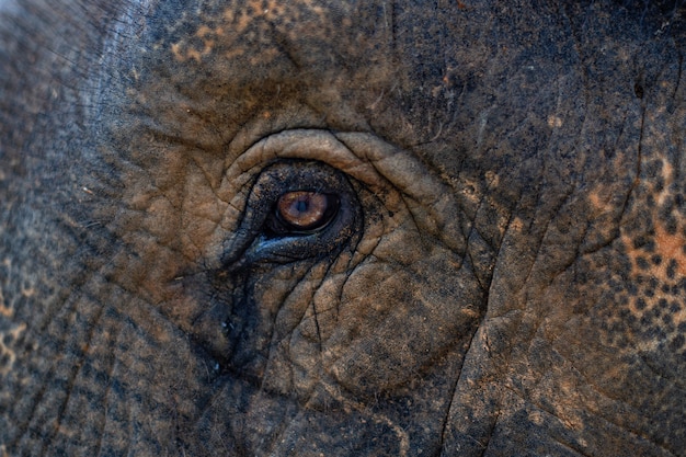 Brown pequeño ojo de elefante de cerca