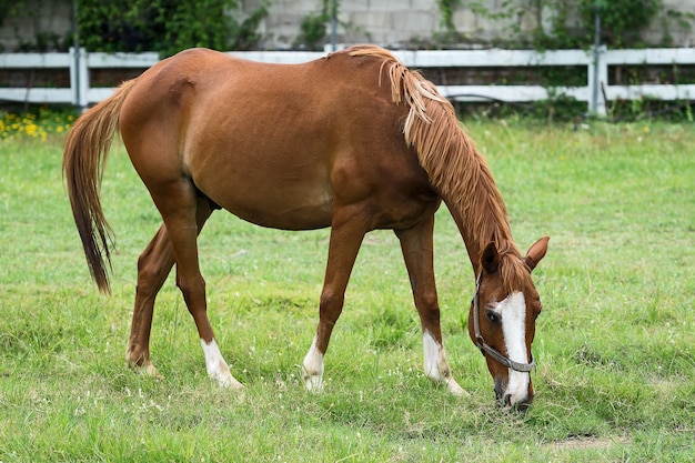 Brown-Pferd auf einem Feld.