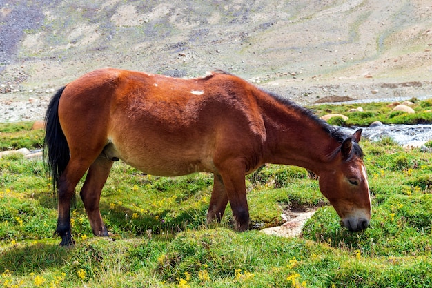 Brown-Pferd, das auf dem grünen Gebiet steht.