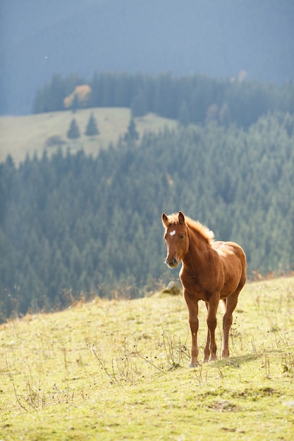 Brown-Pferd, das auf dem Rasen auf einem Hintergrund von Bergen weiden lässt