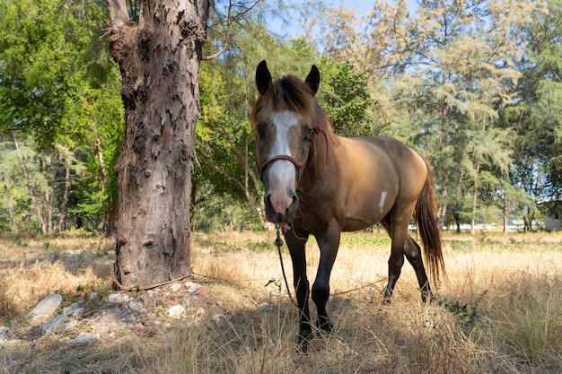 Brown-Pferdestall auf trockenem Gras