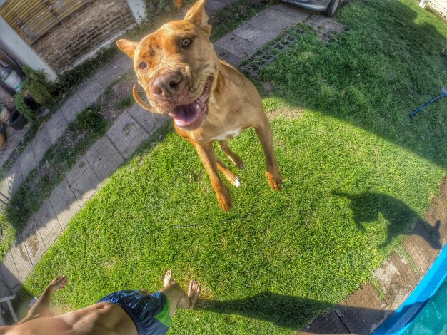 Brown pit bull salta con la lengua fuera alegre