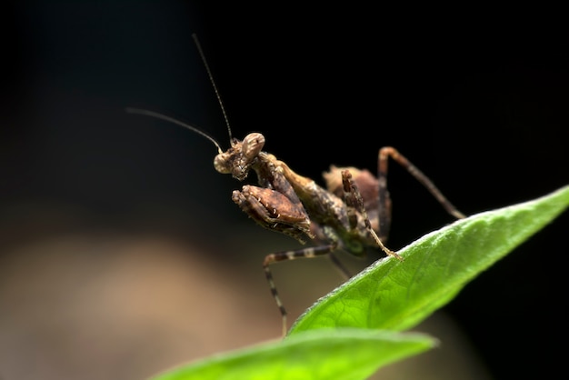 Brown Praying Mantis en la hoja verde