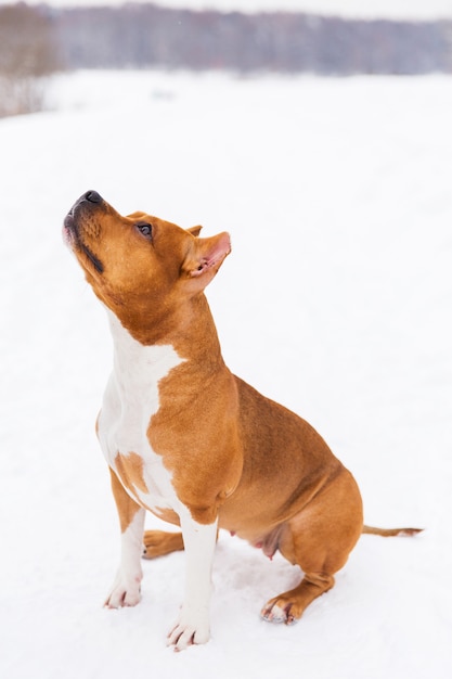 Brown-Rassehund, der auf dem Schnee in einem Wald sitzt. Staffordshire-Terrier