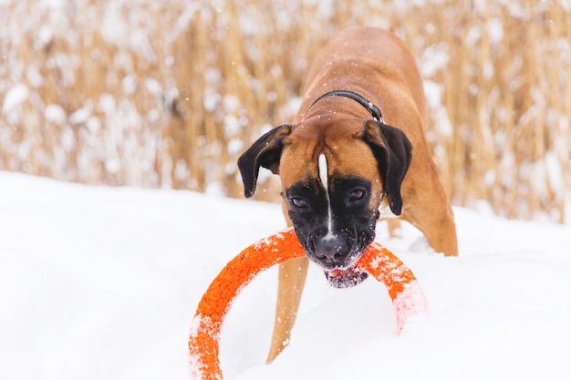 Brown-Rassehund, der mit orange Kreisspielzeug auf dem Schneefeld spielt. Boxer