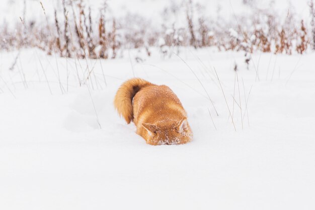 Brown-Rassehund, der mit Schnee auf einem Feld spielt. Shiba Inu. Schöner Hund