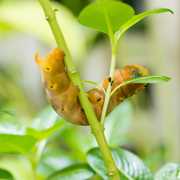 Brown-Raupe auf Niederlassung