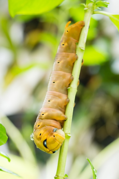 Brown-Raupe auf Niederlassung