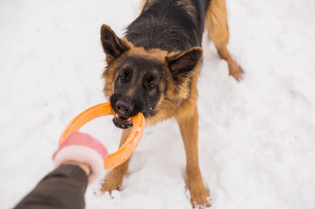 Brown-Schäfer, der mit gelbem rundem Spielzeug mit Menschen auf dem Schnee in einem Park spielt.