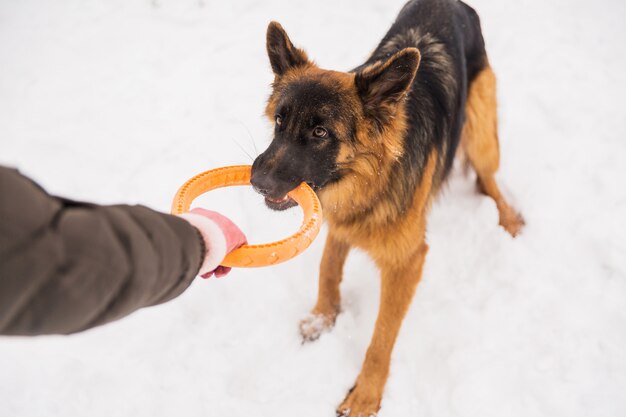 Brown-Schäfer, der mit gelbem rundem Spielzeug mit Menschen auf dem Schnee in einem Park spielt.