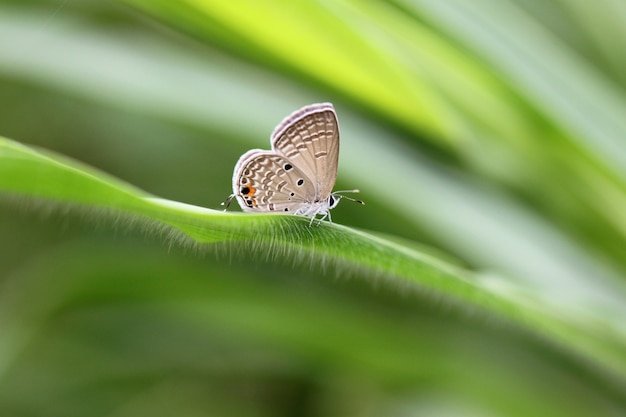 Brown-Schmetterling auf grünen Blättern.