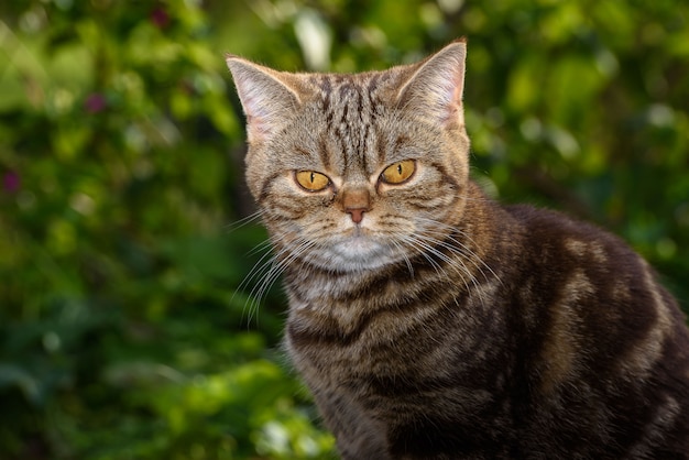 Brown Scottish Straight Cat