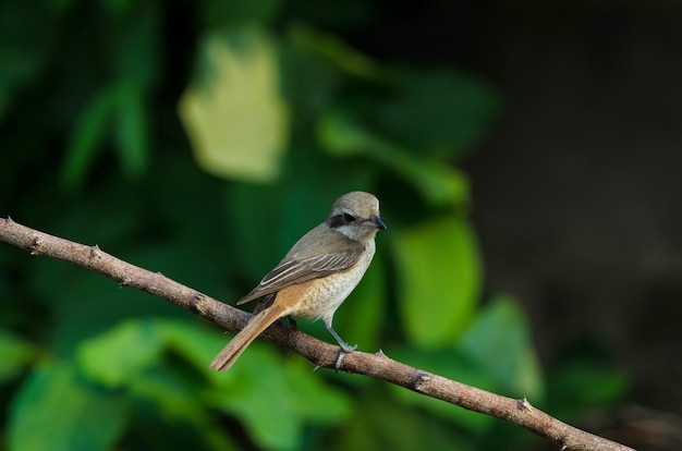 Brown Shrike, der auf einer Niederlassung hockt