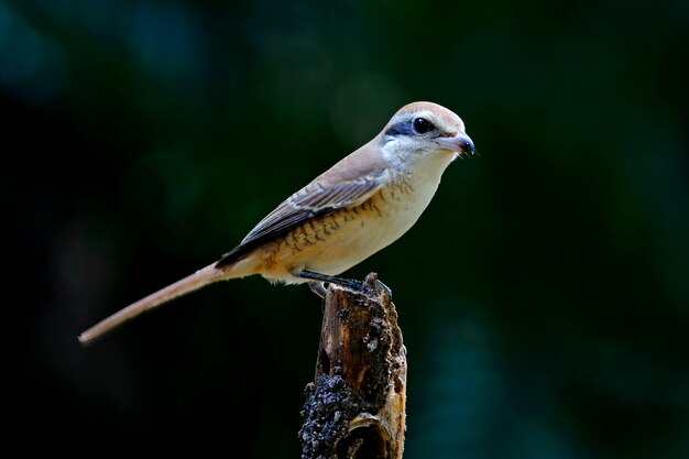 Brown Shrike Lanius cristatus Schöne Vögel von Thailand