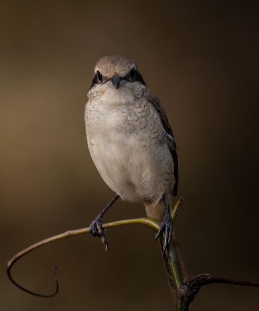 Brown Shrike primer plano de pájaro en la rama del árbol