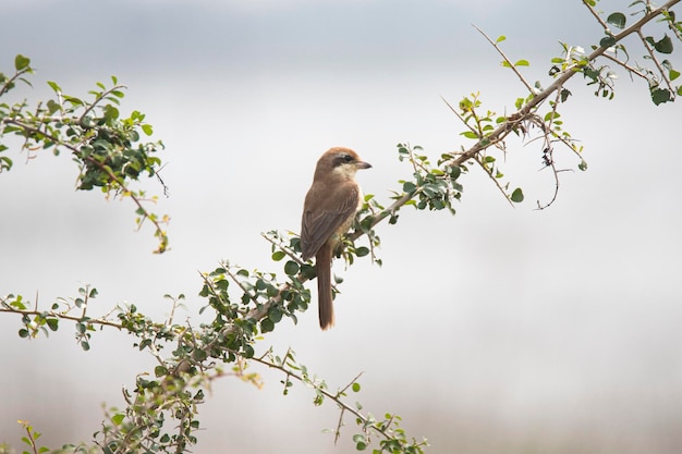 Brown shrike Vogel thront auf Zweigen