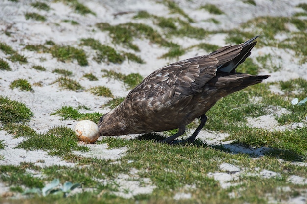 Brown Skua mit Ei