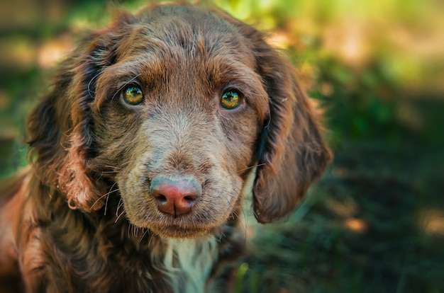 Brown Spaniel Puppy Outdoor