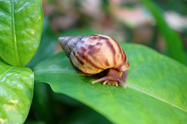 Brown Stripe Shell Schnecke kriecht auf lebendiges grünes Blatt