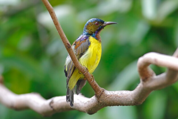 Brown-throated sunbird anthreptes malacensis belo macho aves da tailândia