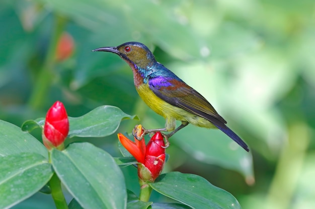 Brown-throated Sunbird Anthreptes-malacensis schöne männliche Vögel von Thailand