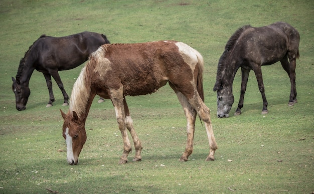 Brown- und Schimmelsstellung