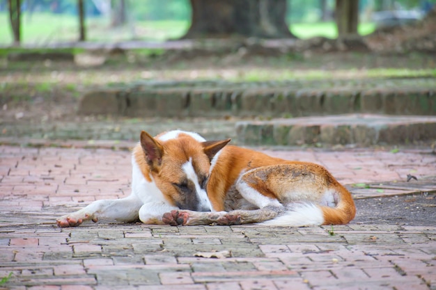 Brown und weißer Hund schlafen auf dem Boden am allgemeinen Park.