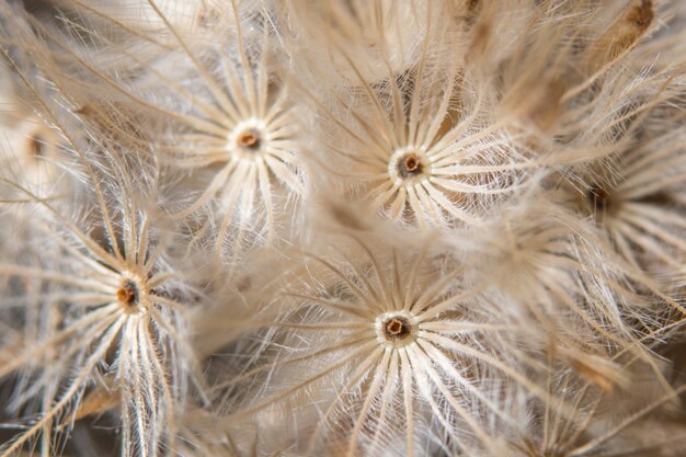 Brown-Wildflower-Hintergrund