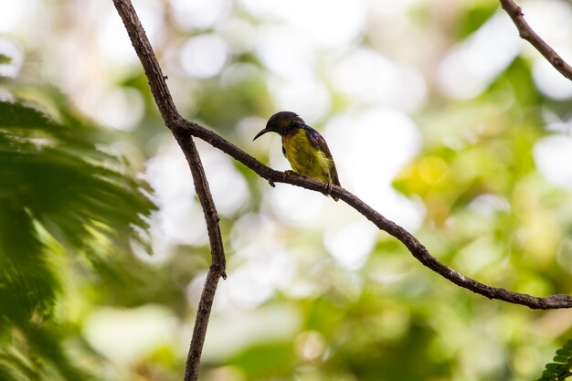 Brownbird de garganta marrón está posado en una rama